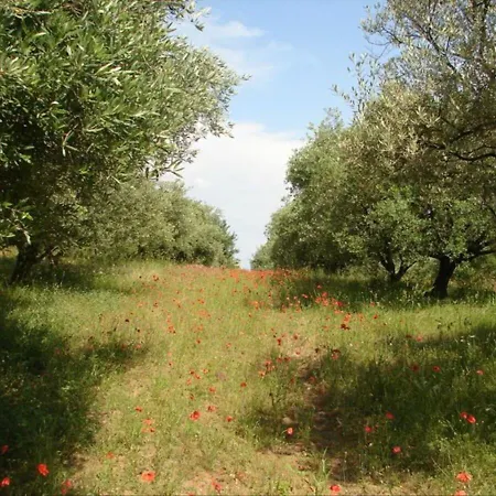 Lumineux Au Coeur De La Garrigue
