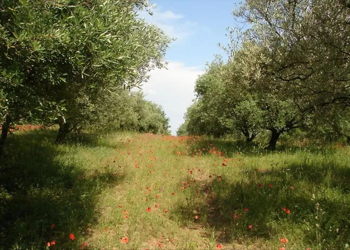 Lumineux Au Coeur De La Garrigue